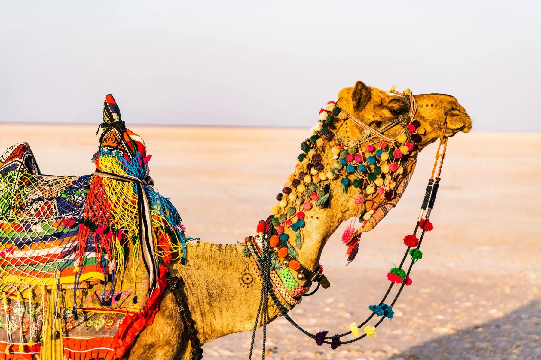 Desert camel