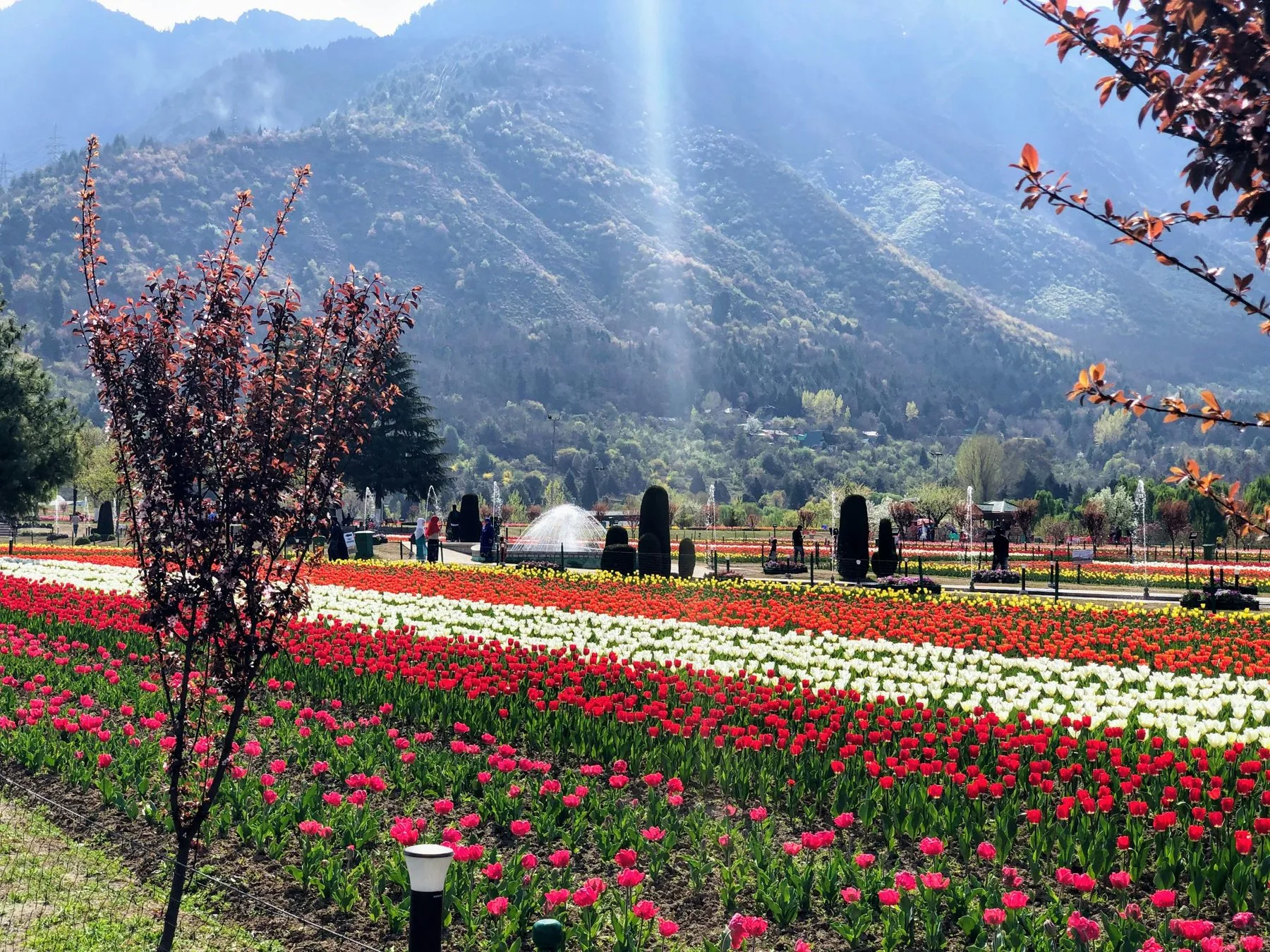 Tulips