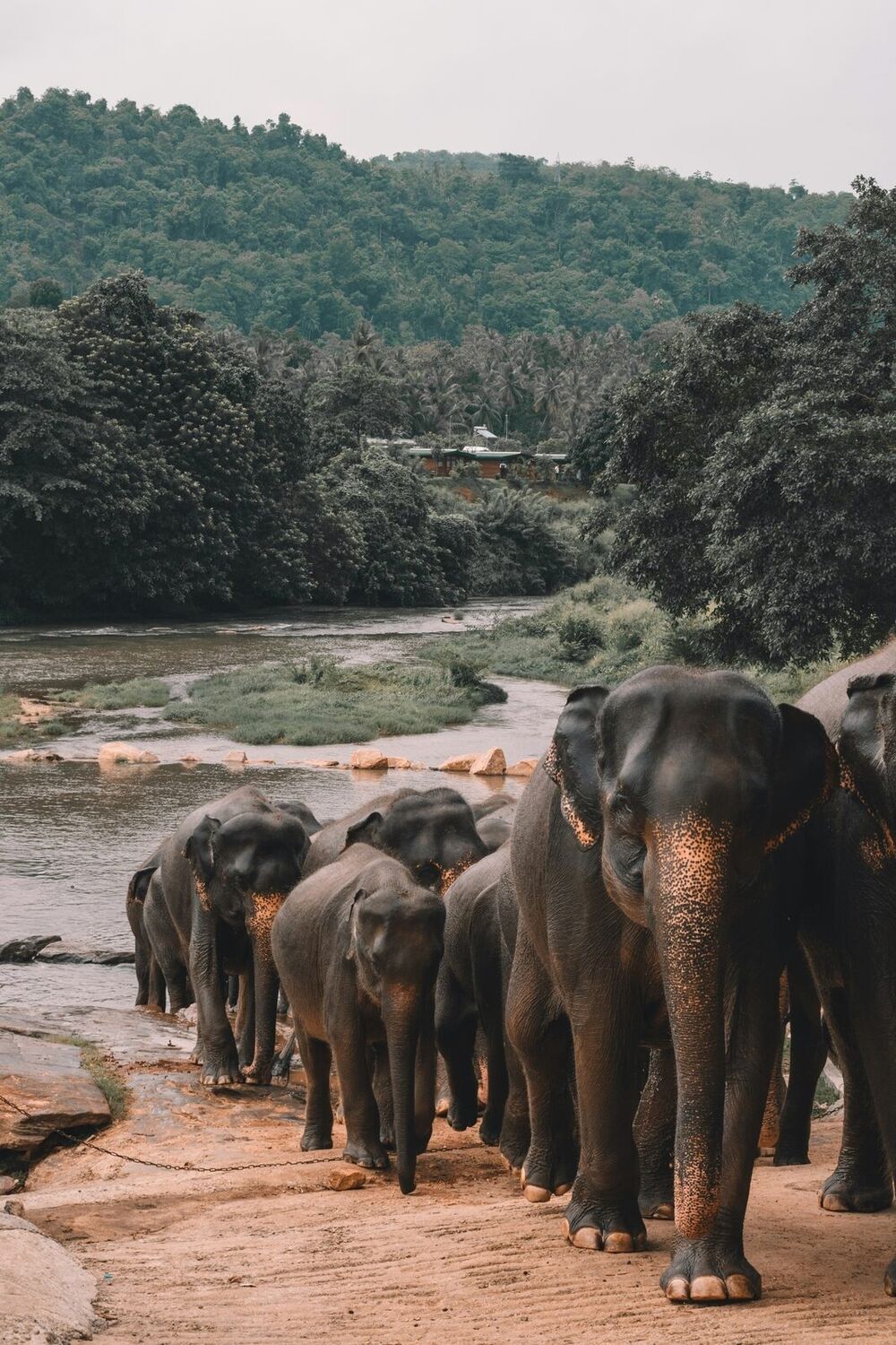Wildlife