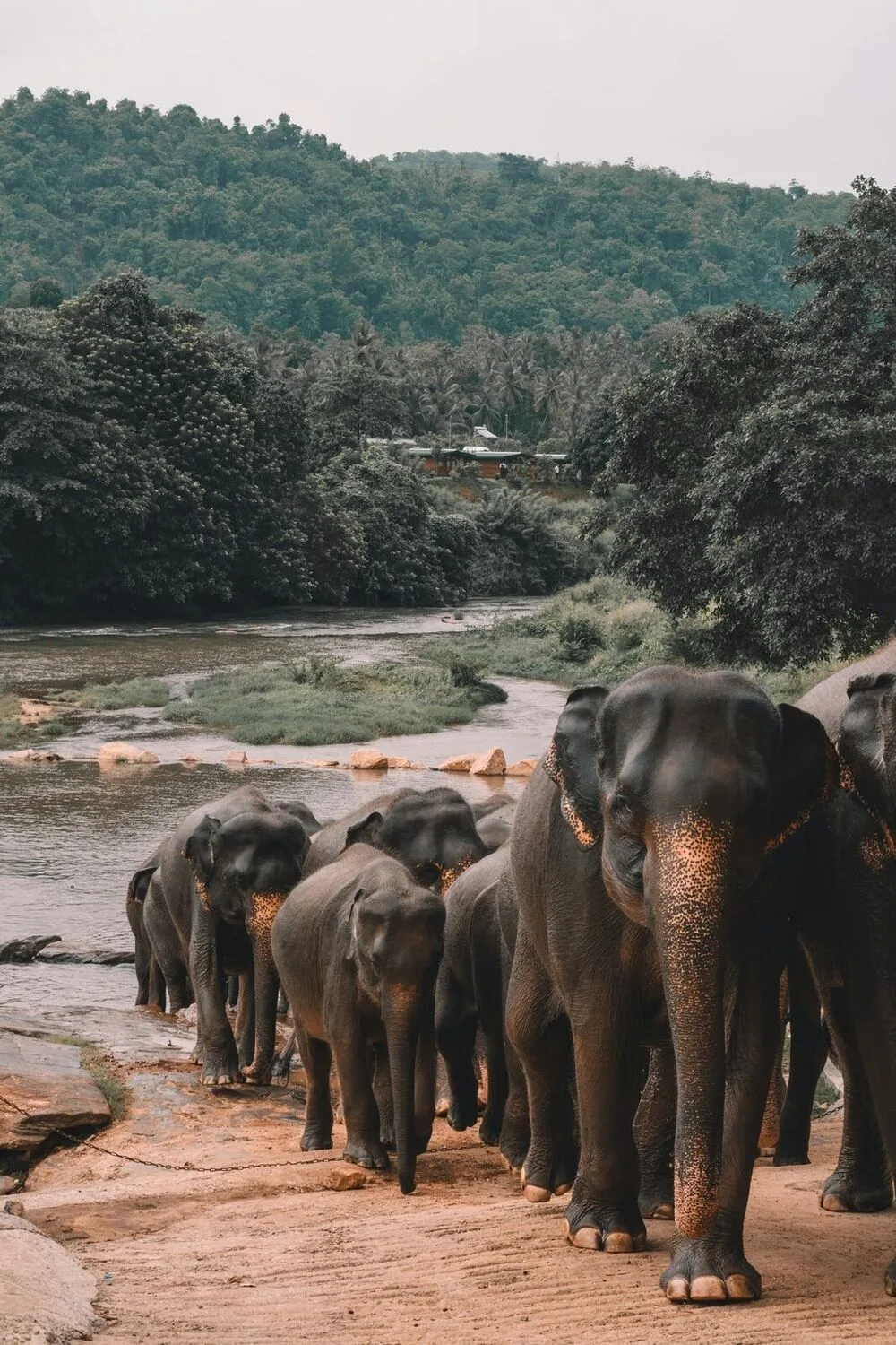Wildlife